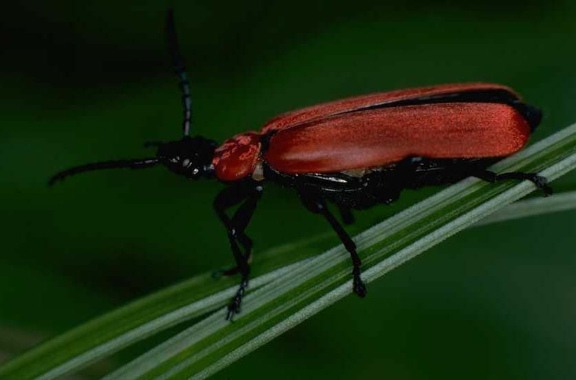 Imagen de un insecto sobre una hoja.